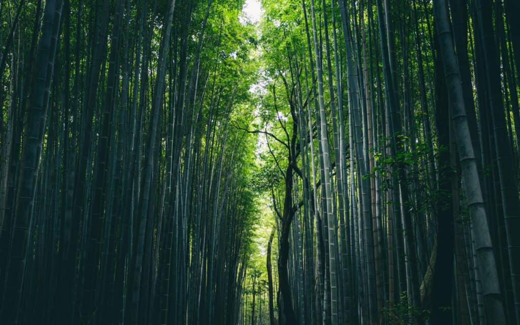 Things To Do In Kyoto - Fushimi Inari-Taisha Shrine