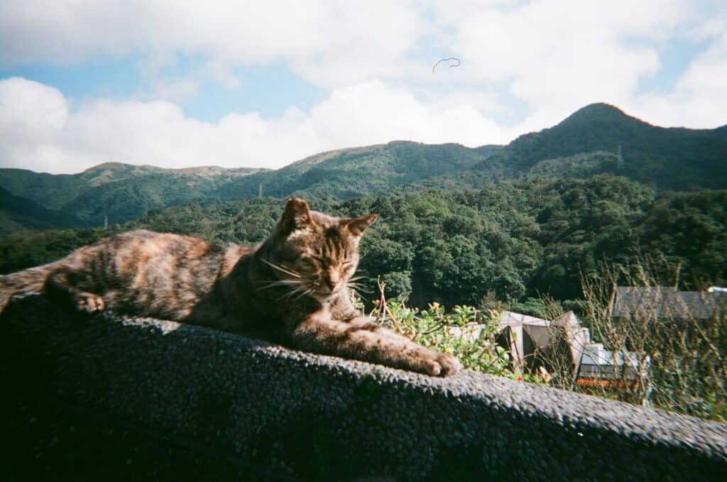 Best Things To Do Outside Of Taipei - Houtong Cat Village