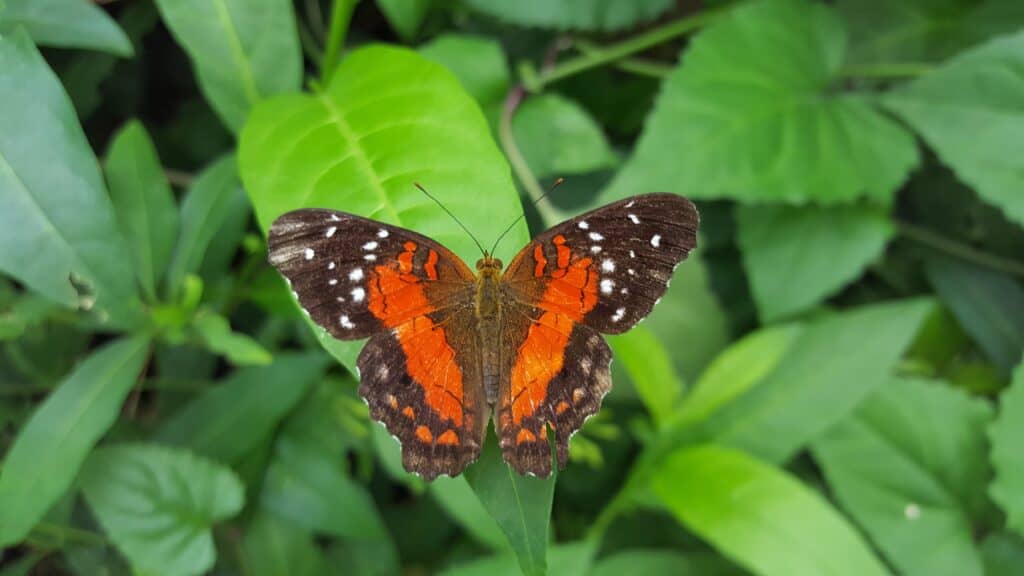 Stratford-upon-Avon Butterfly Farm